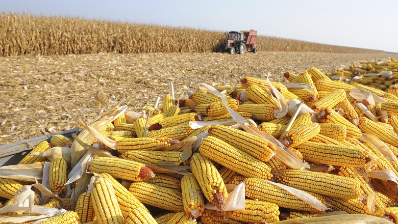 Em relação ao milho verão, a colheita progrediu 3 pontos porcentuais na semana