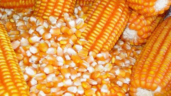 País deve ter supersafra de milho nos próximos meses, diz Bolsonaro