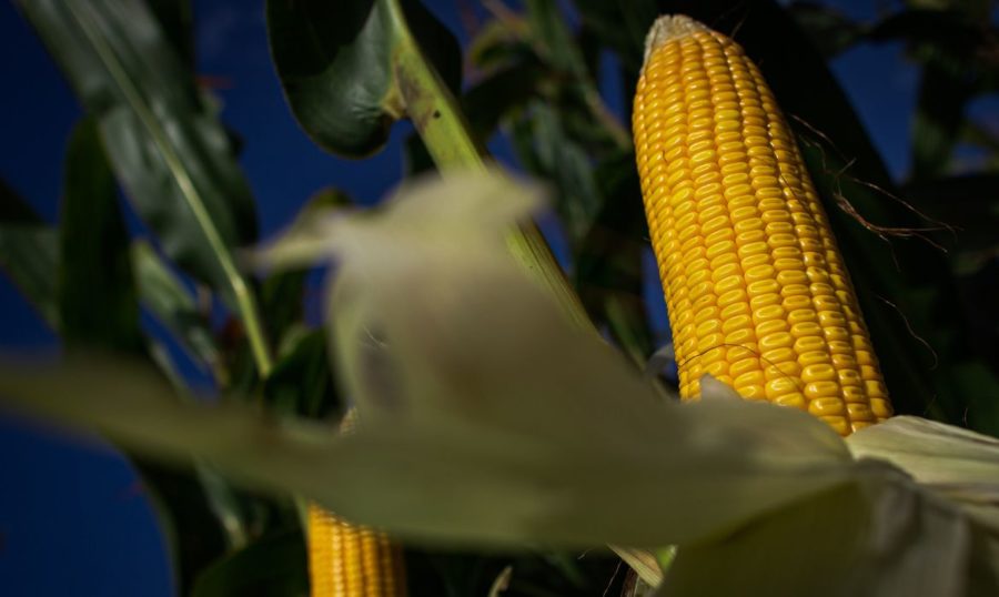 O plantio de milho nos Estados Unidos continua bastante atrasado, disse o USDA