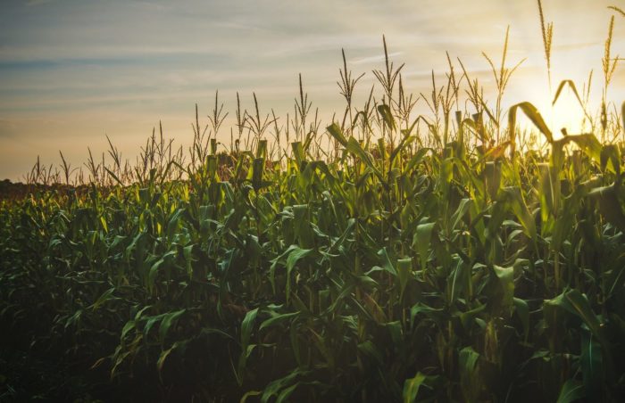 Os dados mostram que a colheita de milho progrediu 1 ponto porcentual na semana e chegou a 96% da área plantada no Estado