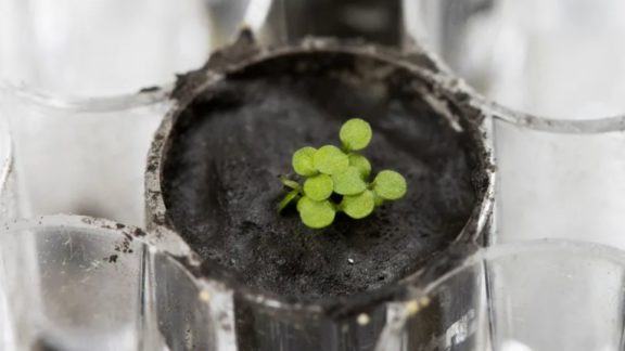 Experimento nos EUA cultiva plantas em solo lunar pela primeira vez