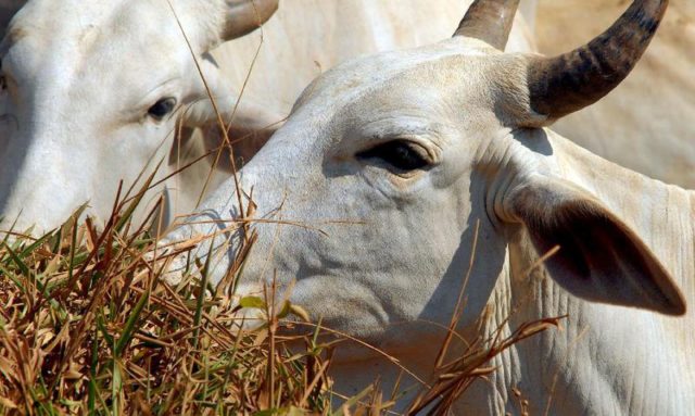Na comparação com o quarto trimestre de 2021, o abate total de bovinos ficou praticamente estável