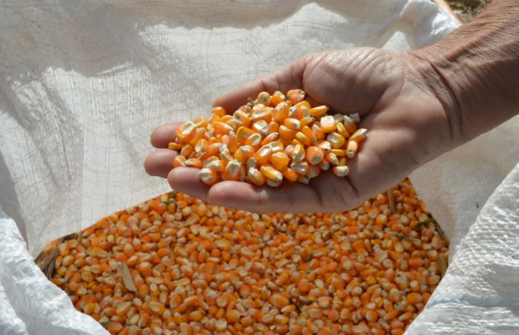 O USDA informou também que o plantio de milho está quase concluído