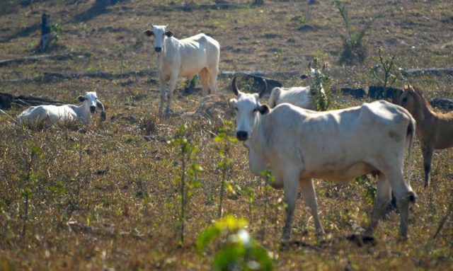 Os preços que os pecuaristas recebem por seu gado subiram cerca de 15% em relação ao ano passado