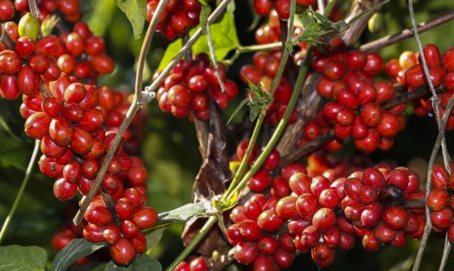 Os produtores devem colher 37,18 milhões de sacas de café arábica e 22,20 milhões de sacas de conilon ou robusta